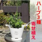 ハーブ 寄植え 摘み取って使う 新鮮 3種の寄せ植え