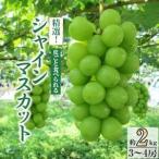 ふるさと納税 【先行受付2026年発送】精選! シャインマスカット 約2kg (3〜4房)【配送不可地域：離島】【1121133】 山梨県山梨市