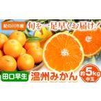 早生みかん 田口早生 約5kg