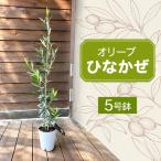 観葉植物 オリーブ ひなかぜ 5号鉢 オリーブ観葉植物