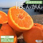安樹屋 明浜産 ポンカン 10kg