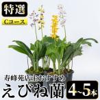 えびね蘭 4本~5本 Cコース 苗 鉢入り