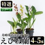 えびね蘭 4本~5本 Dコース 苗 鉢入り