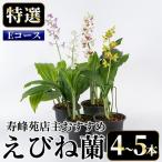えびね蘭 4本~5本 Eコース 苗 鉢入り