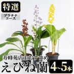 えびね蘭 4本~5本 プラチナコース 苗 鉢入り