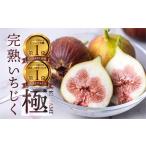 ショッピングふるさと納税 先行予約 ふるさと納税 【ふるなびWEEK対象】先行予約 完熟 いちじく［極］ 2026年6月〜お届け いちじく イチジク フルーツ 果物 いちじく FN-Limited-PR 愛知県田原市
