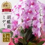 胡蝶蘭 ミディ 3本立ち ピンク 25輪~30輪