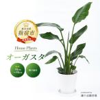 2026年4月上旬~発送 オーガスタ 70cm~90cm