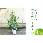 fu.... налог оливковый kola чай na8 номер * отдаленный остров к рассылка не возможно _BZ14 Ibaraki префектура Furukawa город 