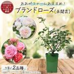 憧れのブランドローズ2鉢 バラ苗 7号鉢植え