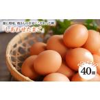fu.... налог .... Tama .40 шт < Matsumoto . курица место > CCD021 Tama . Nagasaki префектура запад море город 