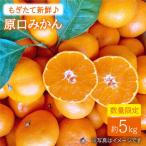 みかん 西海 原口みかん 約5kg
