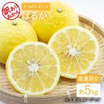 はるか 約5kg