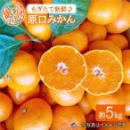 みかん 原口みかん 約5kg