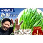 fu.... налог предшествующий предварительный заказ абельмош 1kg <papalapa- сельское хозяйство .> [CFI001] прямая поставка от производителя абельмош свежий овощи Nagasaki префектура запад море город 