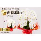 大輪胡蝶蘭白5本立 mi0013-0004