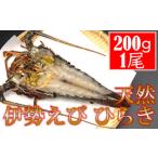 天然伊勢えびひらき 200g以上1尾 mi0022-0022