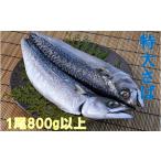 特大サバの開き 800g×1P