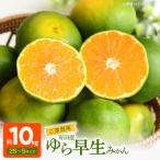 有田みかん 約10kg