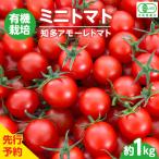 有機栽培ミニトマト 知多アモーレトマト 約1kg