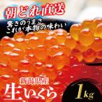 いくら 1kg