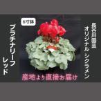 オリジナル品種 シクラメン プラチナリーフ