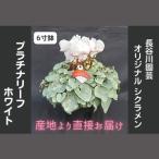 オリジナル品種 シクラメン プラチナリーフ