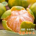 特撰 はるかみかん 約3kg+200g 傷み補償分