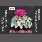 オリジナル品種 シクラメン プラチナリーフ