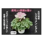 北茨城産 シクラメン ピアス 6寸 ※11月~