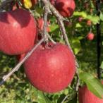 SevenApple木村農園から直送