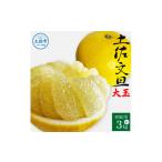 ふるさと納税 土佐文旦 家庭用 約3キロ(2L - ４Lサイズ：6玉前後) 大玉 先行予約 数量限定  高知県土佐市
