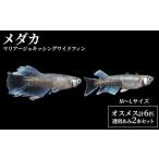 メダカマリアージュキッシングワイドフィン
