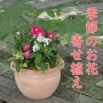 植物 寄植え 花 季節のお花 寄せ植え つぼ丸型