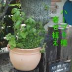 植物 寄植え ハーブ 6種