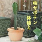 植物 サボテン 鉢植え 柱サボテンの鉢植え
