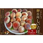御在所肉厚生しいたけ 計約2kg 1回あたり約1kg