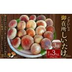 御在所肉厚生しいたけ 計約3kg 1回あたり約1kg