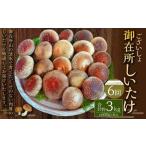 御在所肉厚生しいたけ 計約3kg 1回あたり約500g