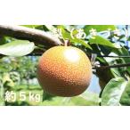 ショッピング梨 ふるさと納税 梨（あきづき）（約5kg）【2024年発送分】 千葉県一宮町