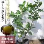 柑橘類 レモン 檸檬 ユーレカレモン 3年生