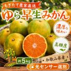 ゆら早生 みかん 濃厚な味わい 約5kg