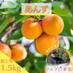 【加工用】あんず 約1.5kg 7月上旬頃より発送開始予定 生杏 長野県産#NC00K015
