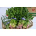 野菜類 08-01-049 根っこもおいしい