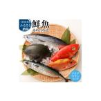 旬の鮮魚等 おまかせ 季節の鮮魚 お楽しみセット