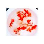 ふるさと納税 生き物 香川県 東かが