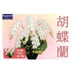 花 胡蝶蘭7本立 77輪 008A-008