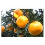 ふるさと納税 みかん・柑橘類 佐賀県 太良町 山本農園のせとか 5kg 2026年2月上旬〜3月下旬発送予定 ND6x1