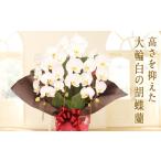 花 苗木 プリンス 胡蝶蘭 白大輪 3本立ち 大輪