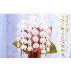 花 苗木 キング 胡蝶蘭 白大輪 3本立ち 大輪